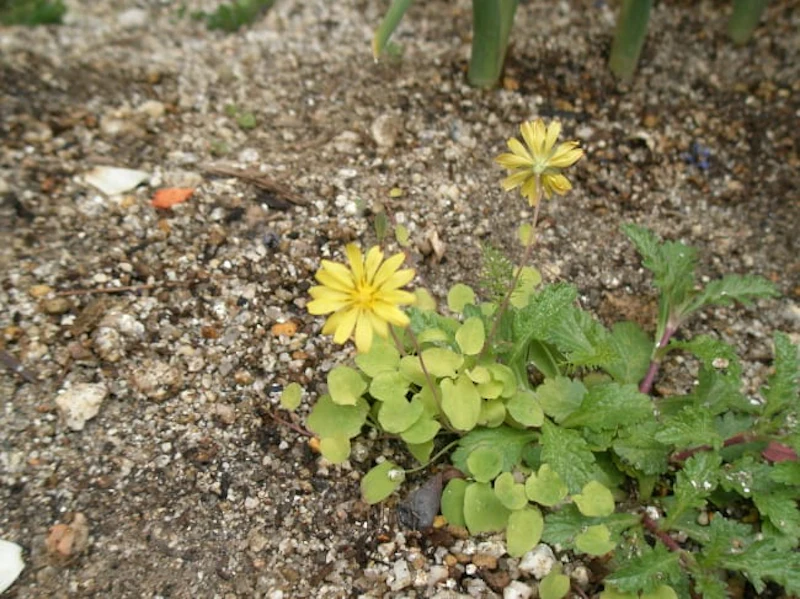 黄色い野草