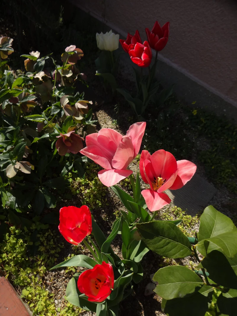 DSC03043
