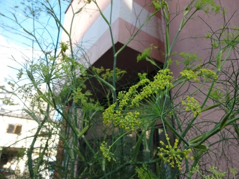 DSC01420