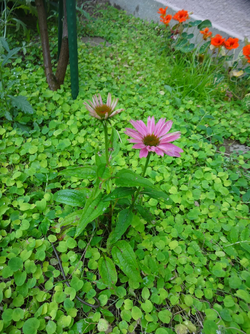DSC03500