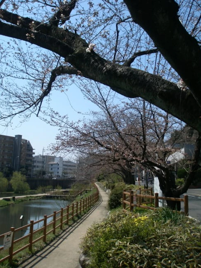 さくら