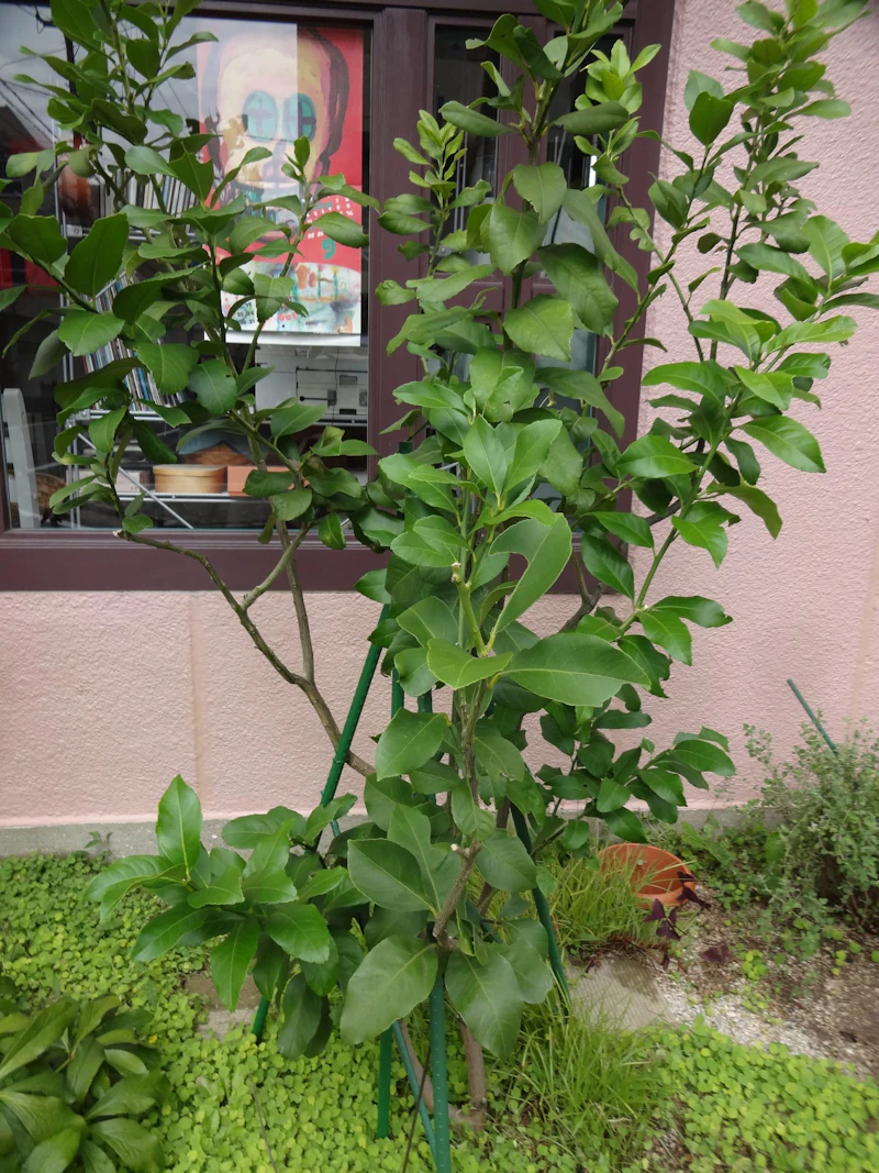 DSC04180