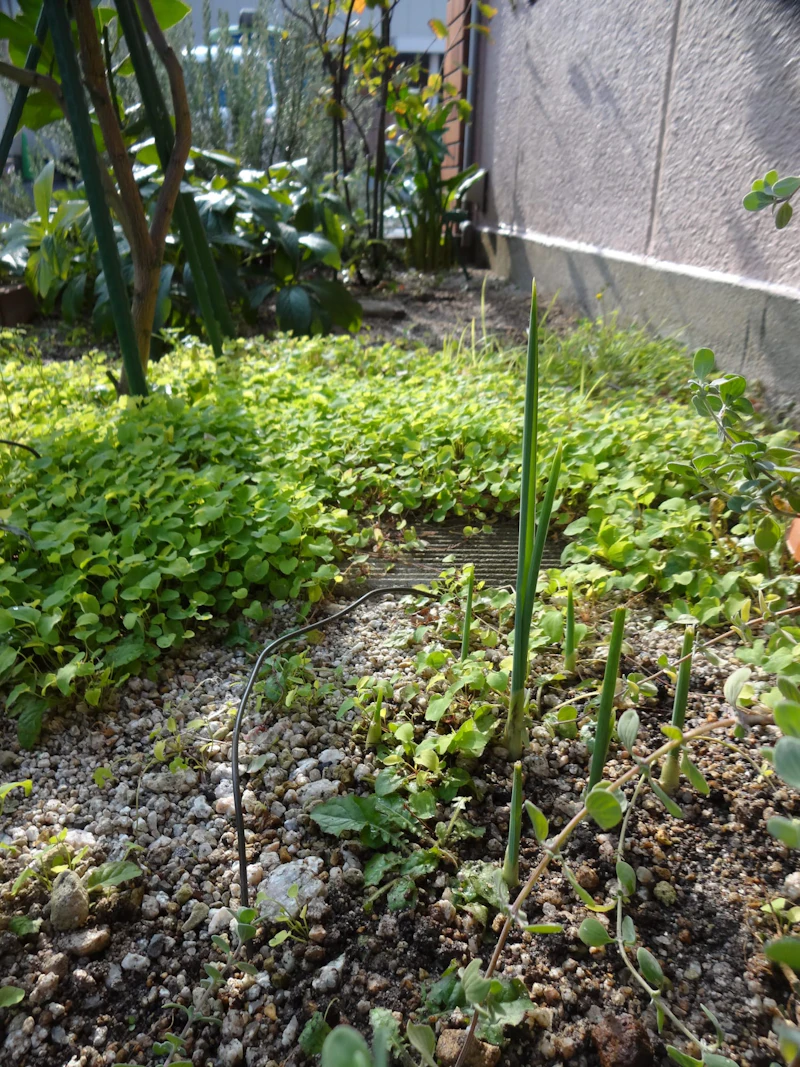 dsc02181