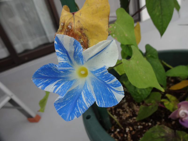 DSC03637