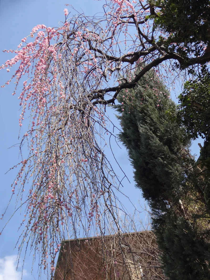 DSC04704