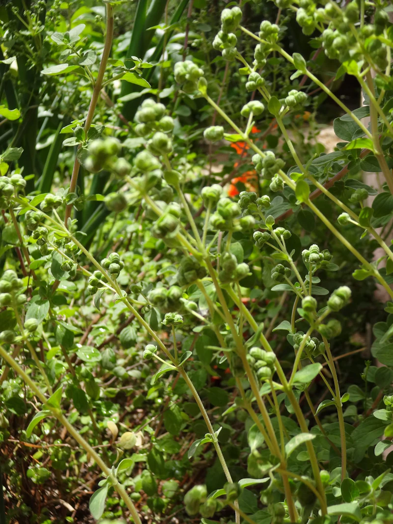 DSC03338