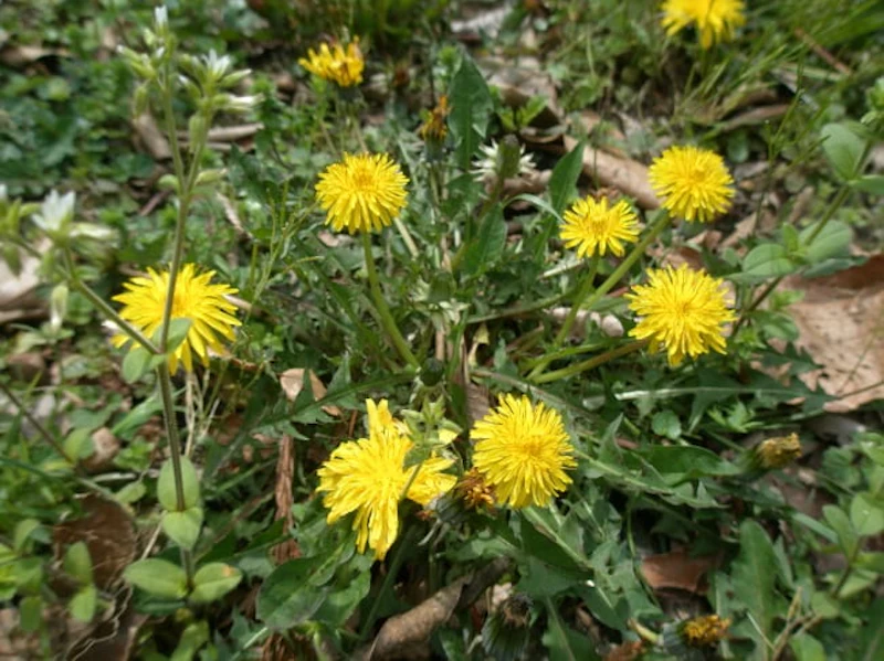 セイヨウタンポポ
