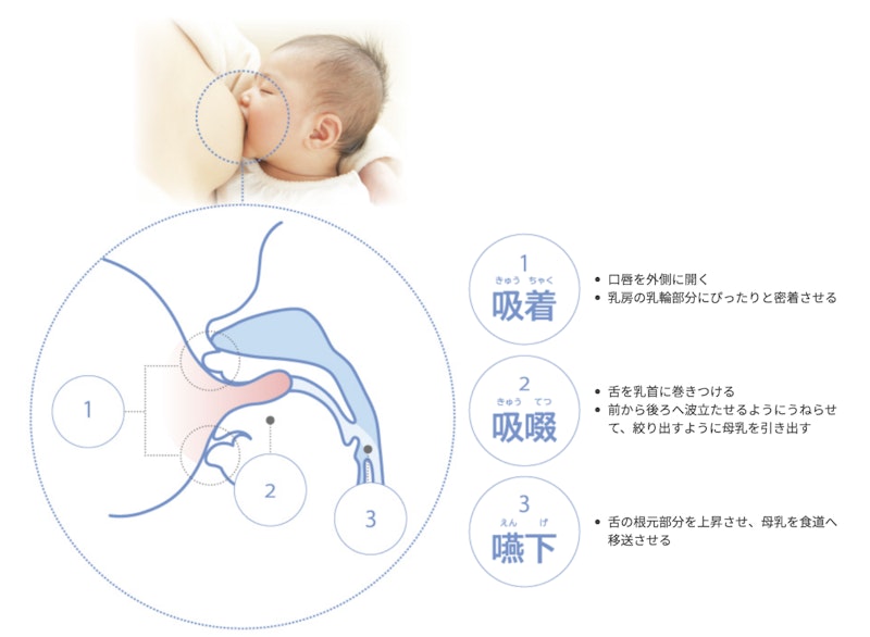 哺乳の3原則(吸着・吸啜・嚥下)