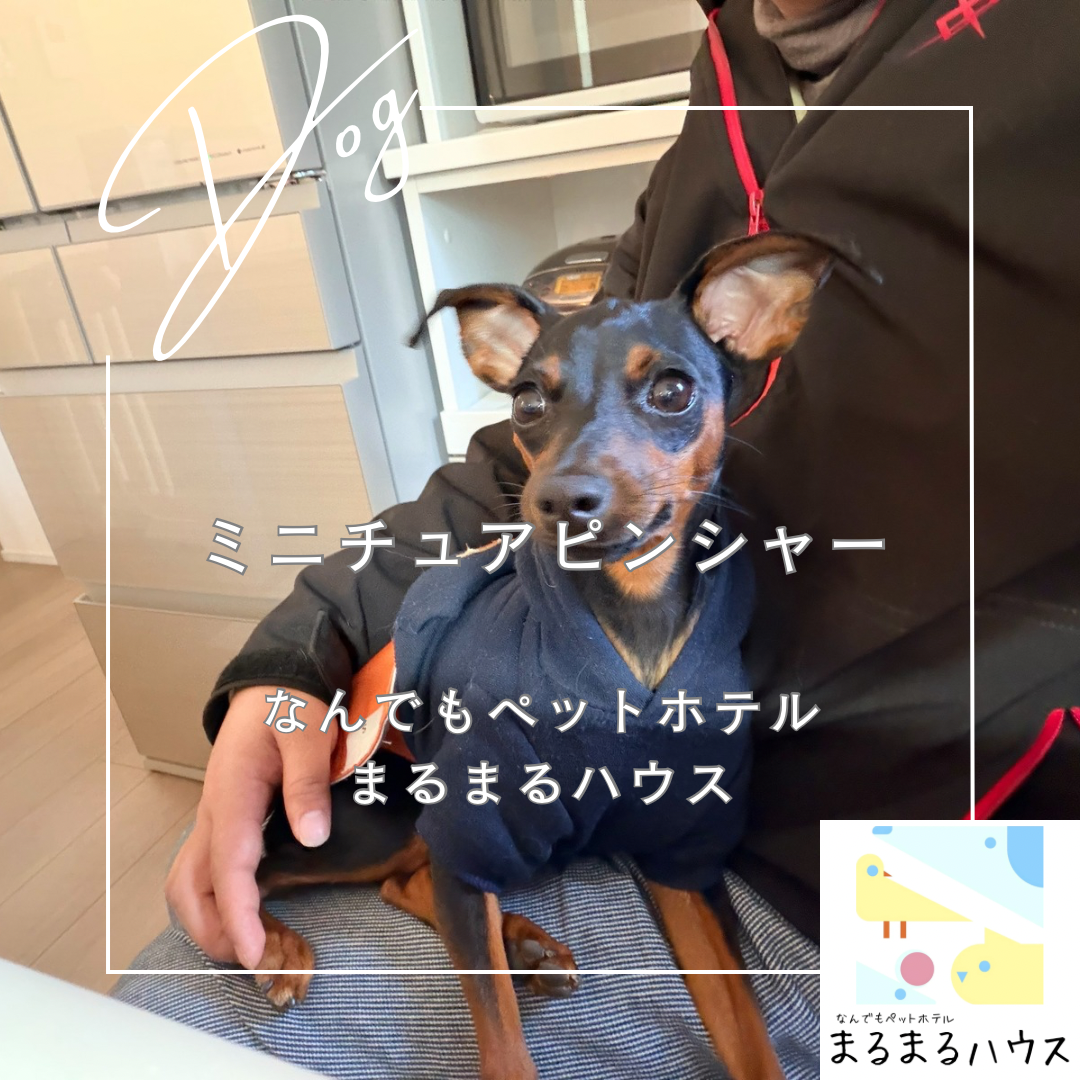 小型犬 ミニチュアピンシャー お泊まり