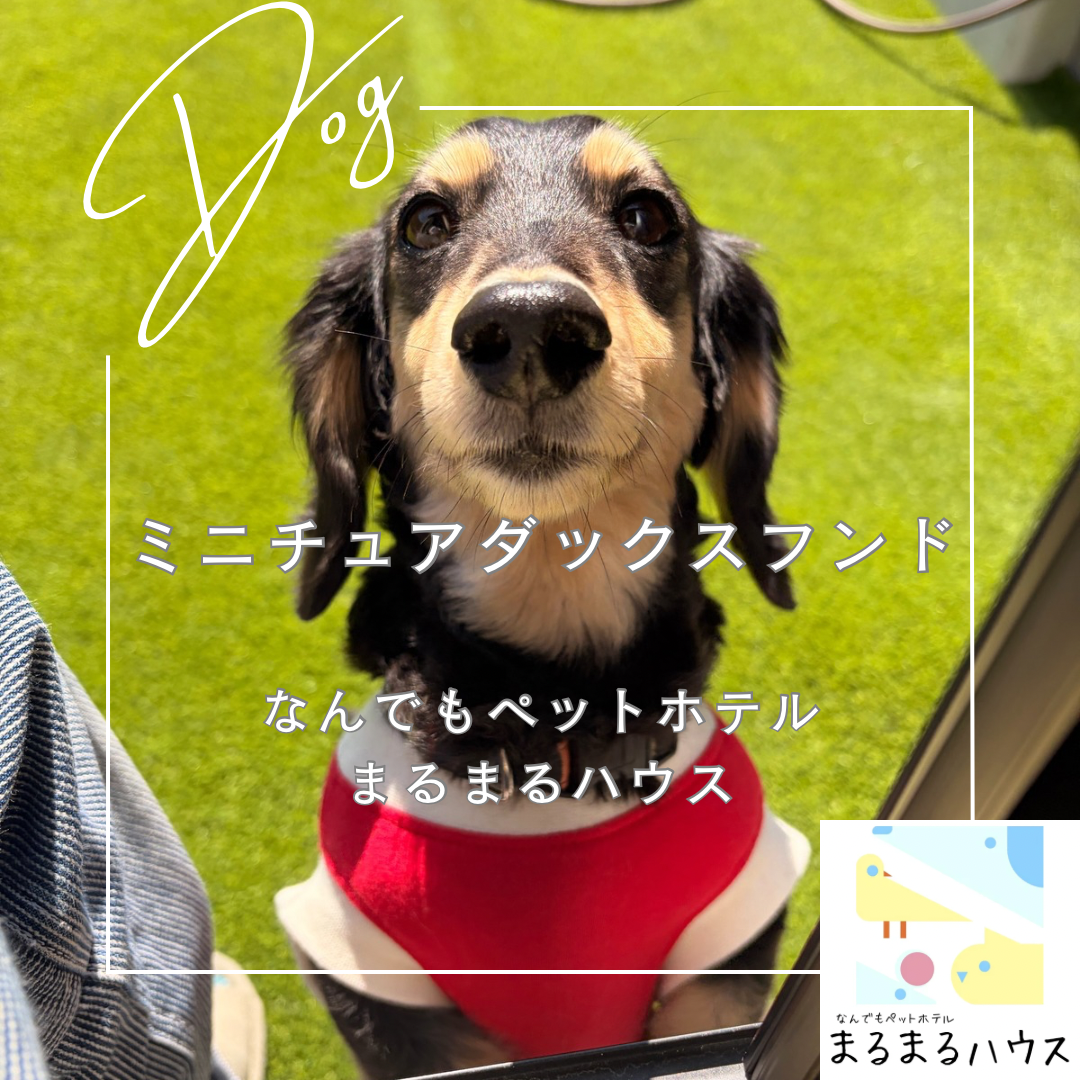 小型犬　ミニチュアダックスフンド　お泊まり