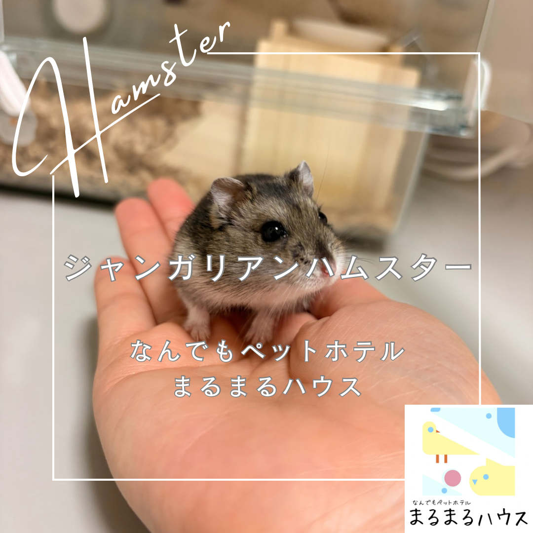 小動物 ジャンガリアンハムスター お泊まり