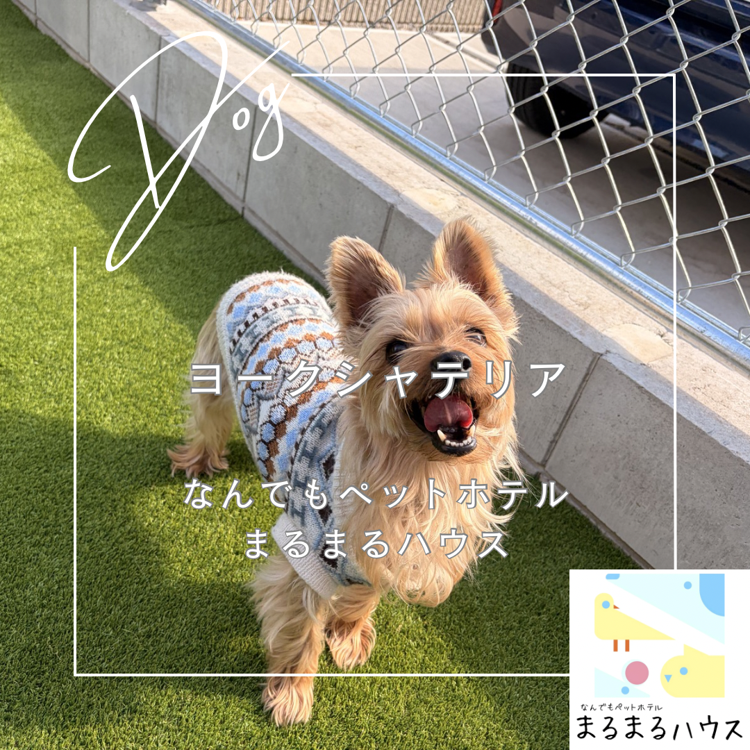 小型犬 ヨークシャテリア お泊まり
