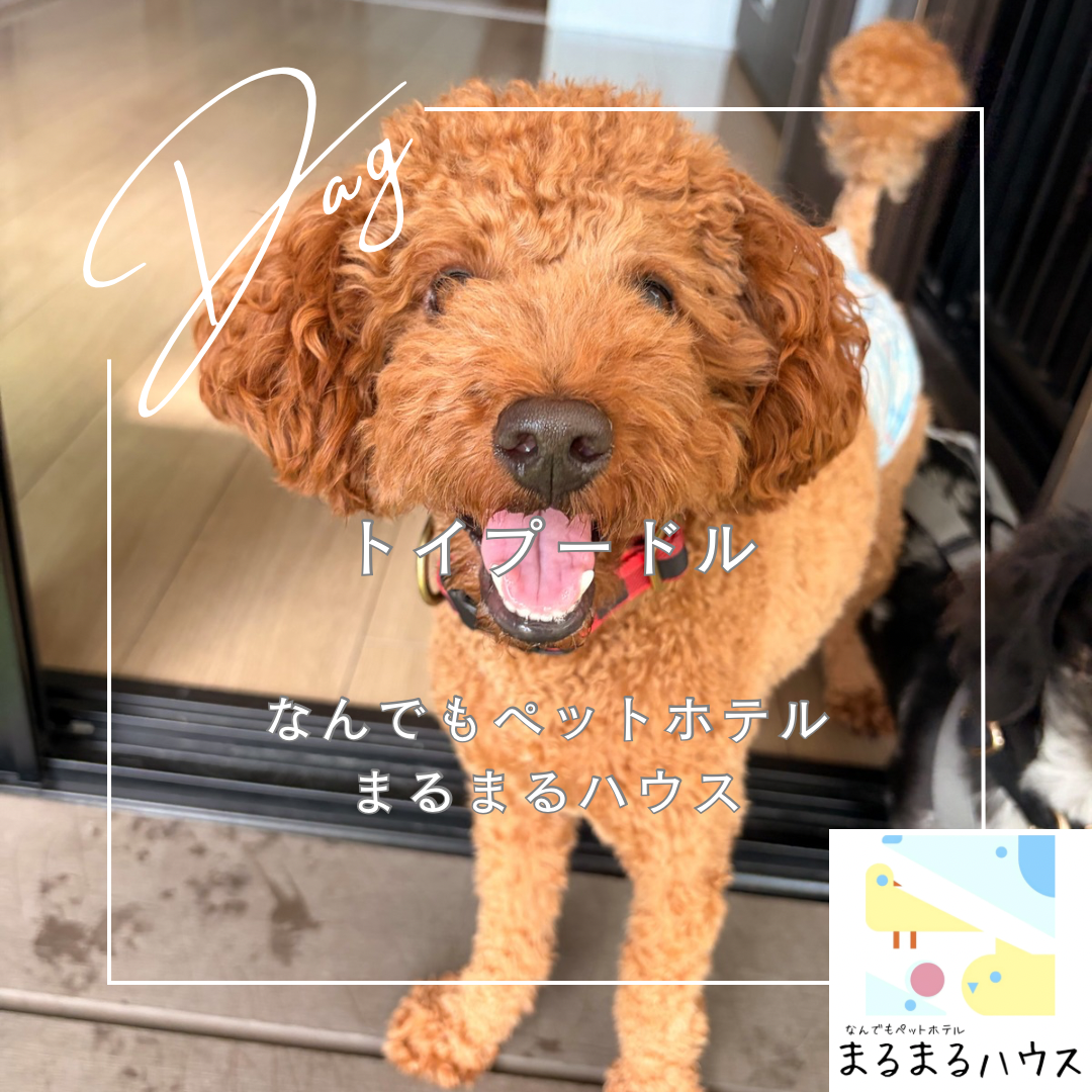 小型犬　トイプードル　お泊まり