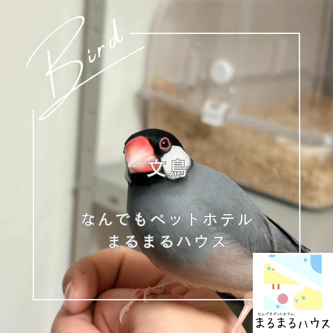 小型鳥類 文鳥 お泊まり