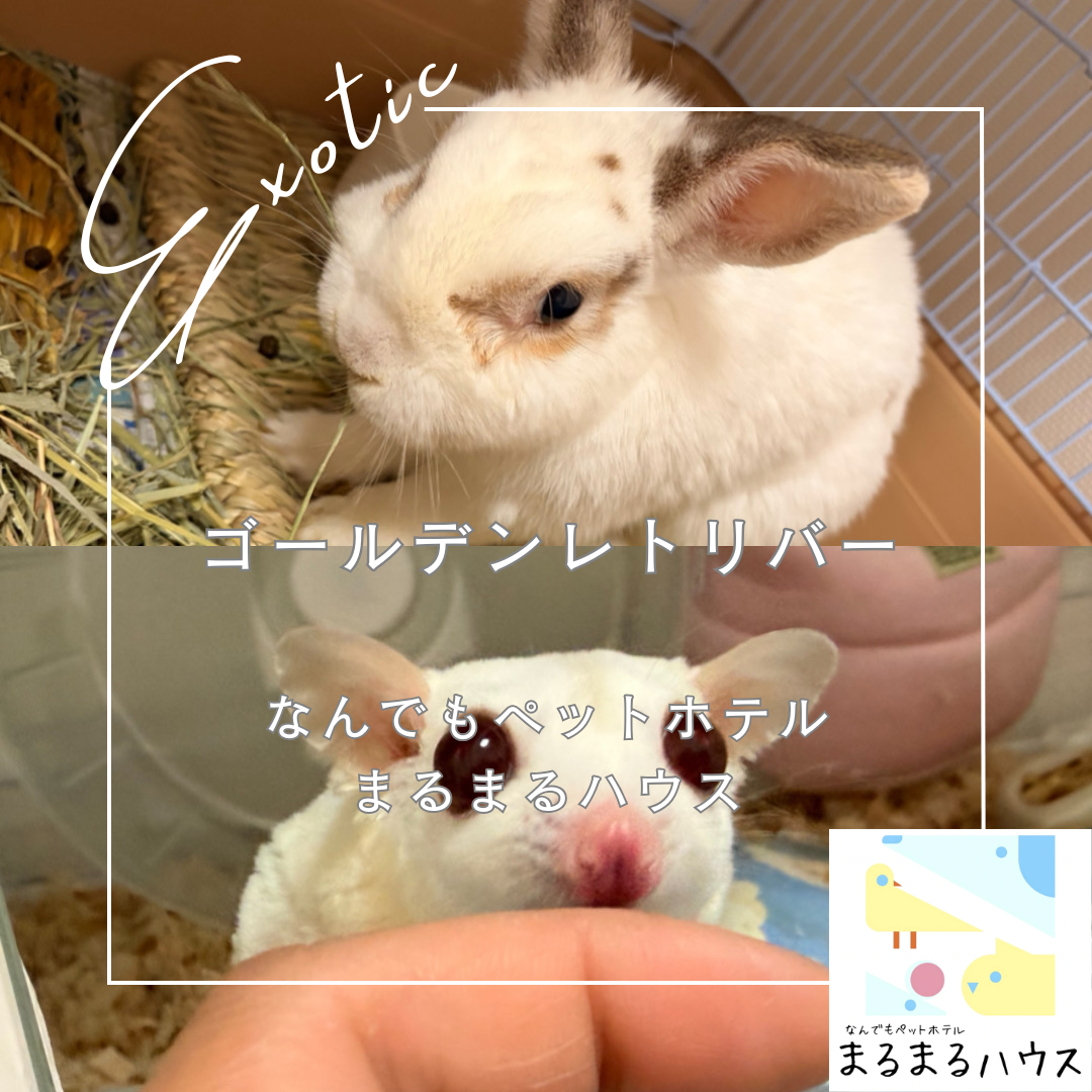 エキゾチックアニマル　フクロモモンガ　ミニウサギ　お泊まり