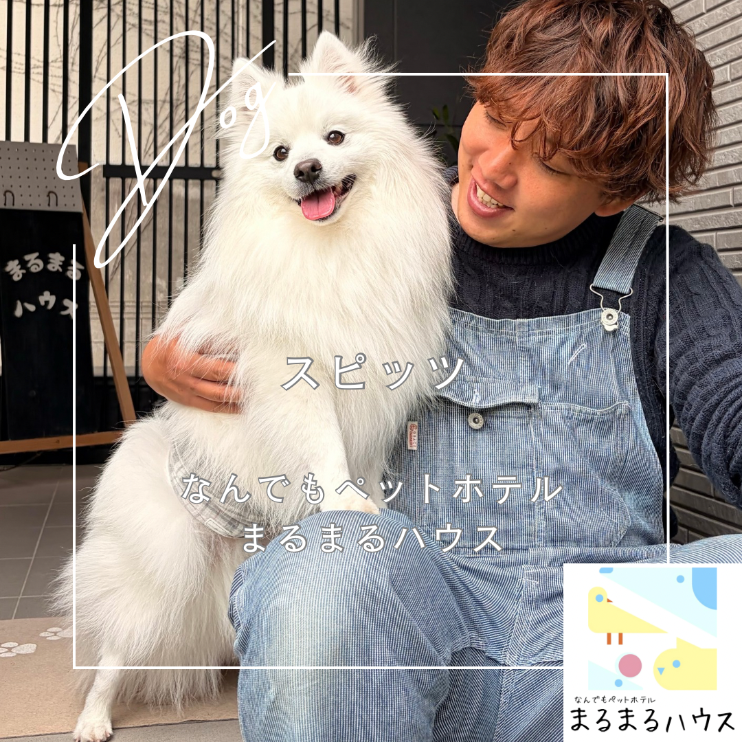 小型犬 スピッツ お泊まり