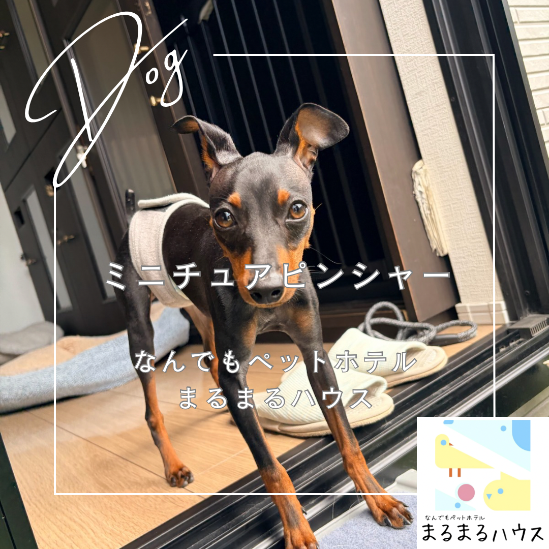 小型犬 ミニチュアピンシャー お泊まり