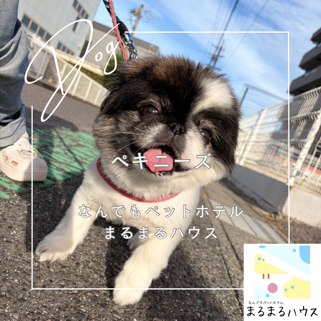 小型犬　ペキニーズ　お泊まり