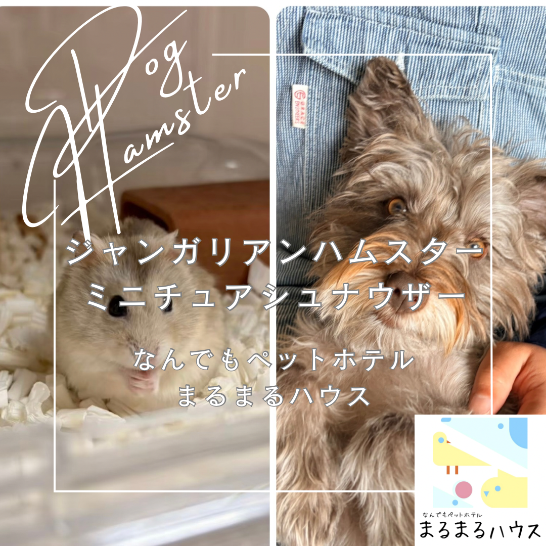 小型犬 ミニチュアシュナウザー 小動物 ジャンガリアンハムスター