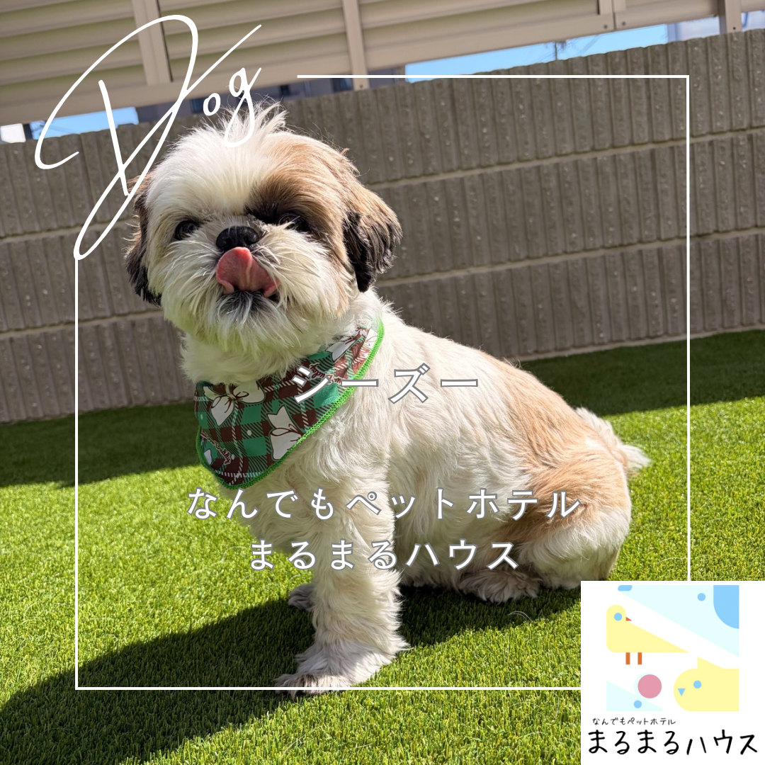 小型犬　シーズー　お泊まり