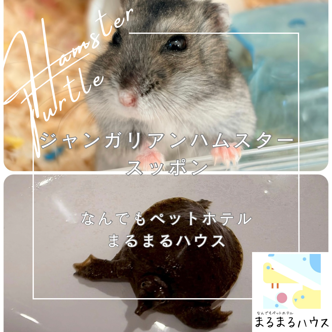 小動物 ジャンガリアンハムスター 小型爬虫類 スッポン お泊まり