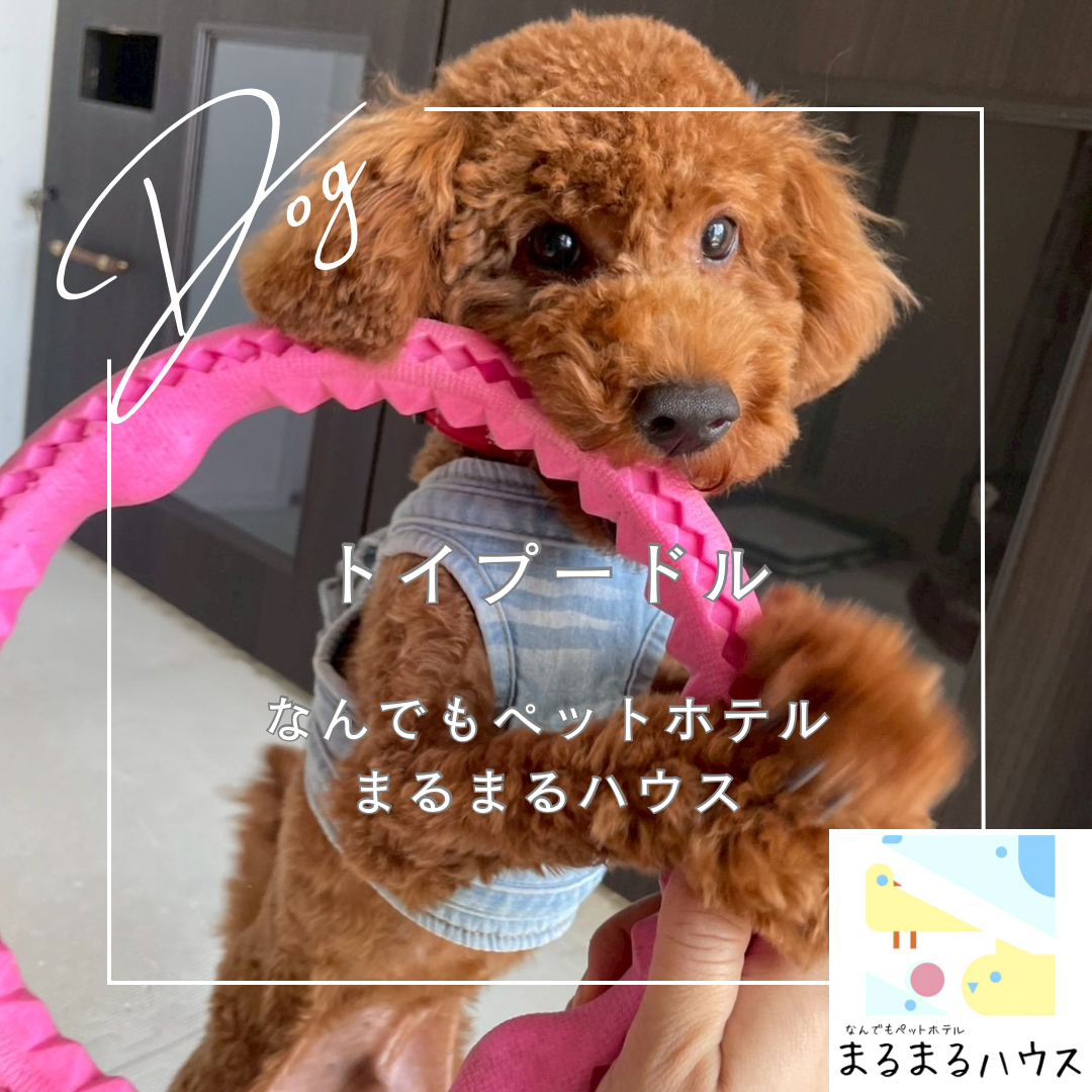 小型犬 トイプードル お泊まり
