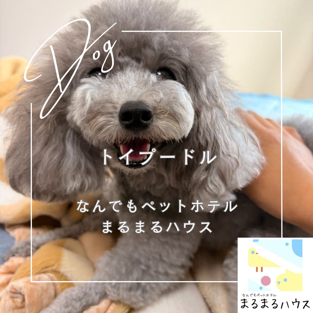 小型犬 トイプードル 日中利用