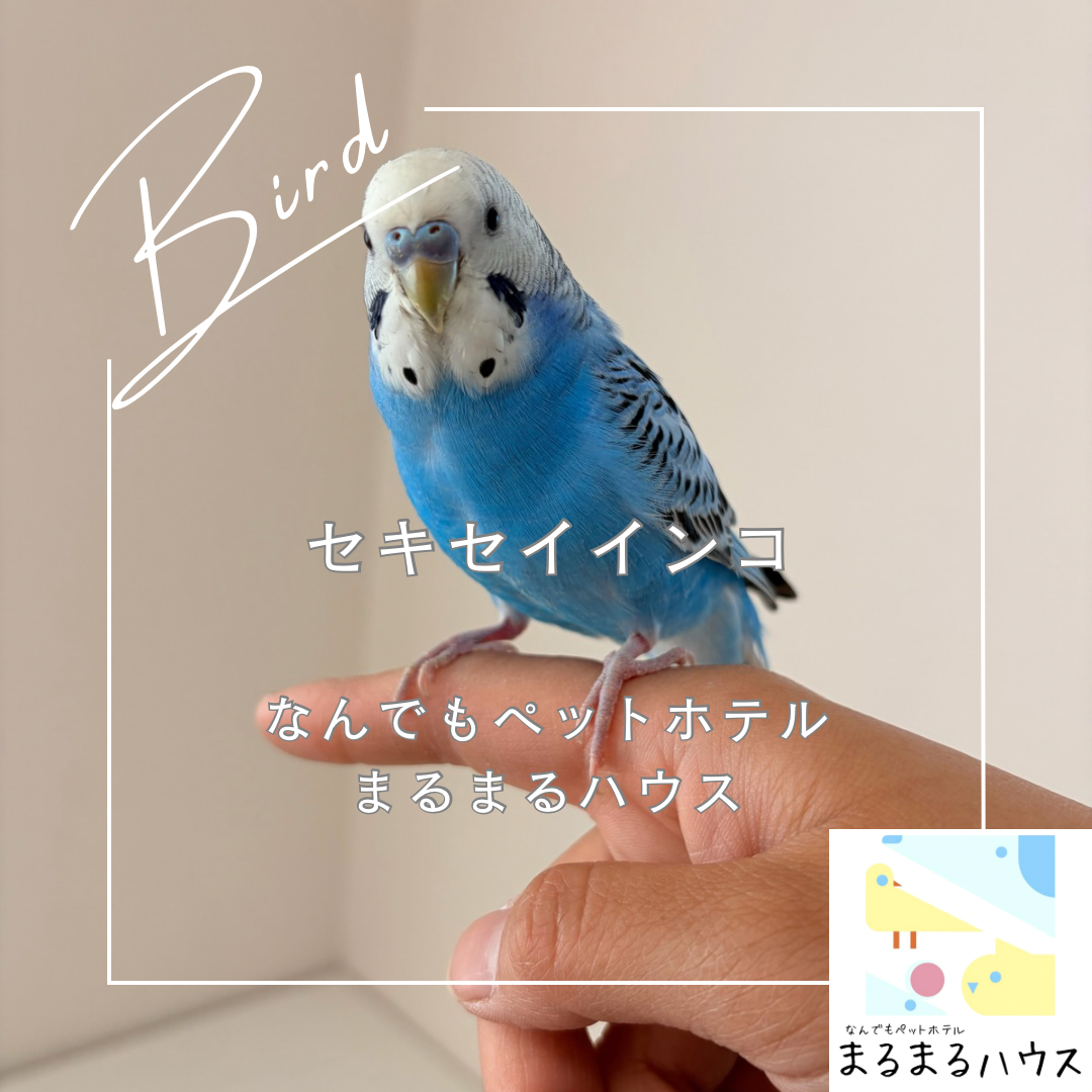 小型鳥類 セキセイインコ お泊まり
