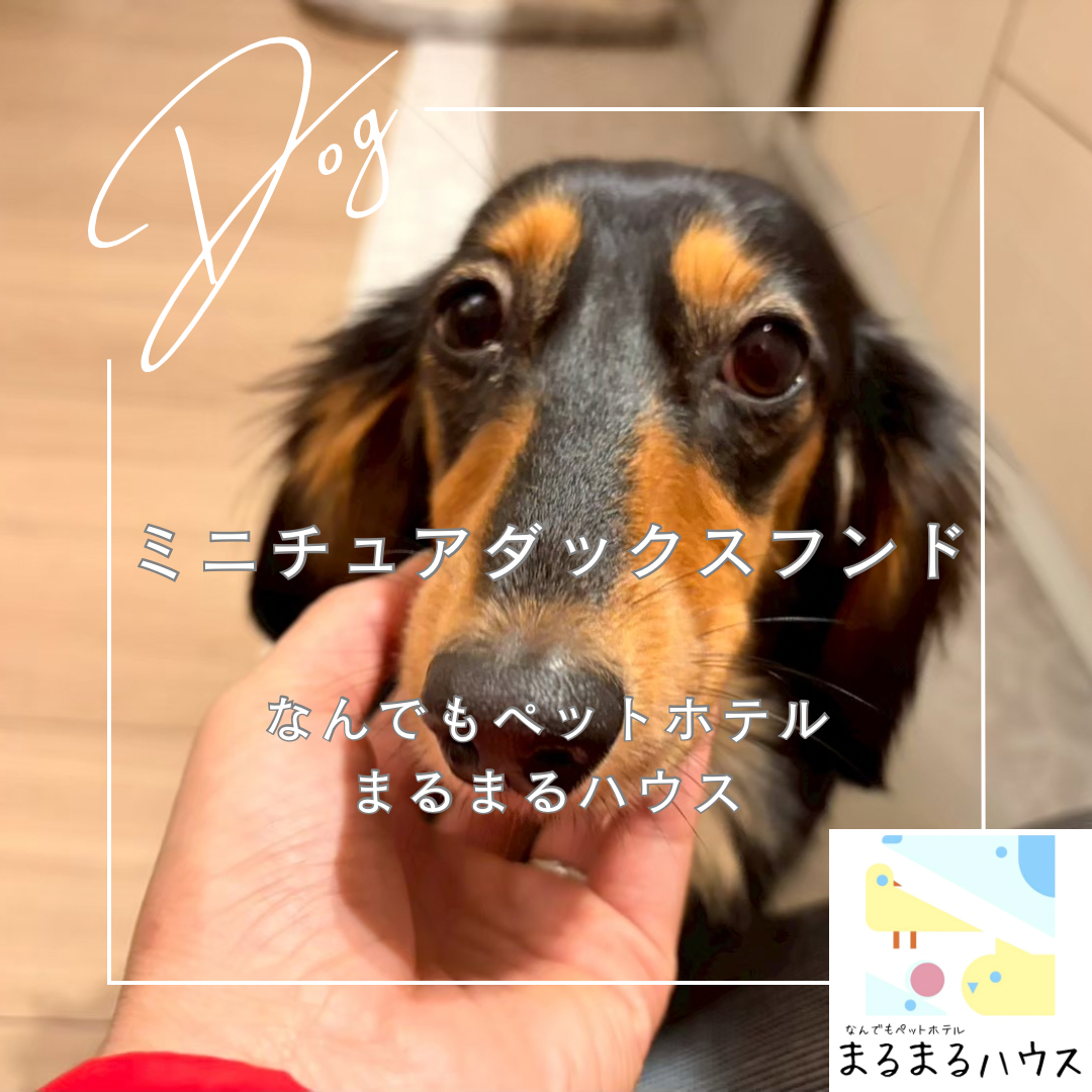 小型犬 ミニチュアダックスフンド お泊まり