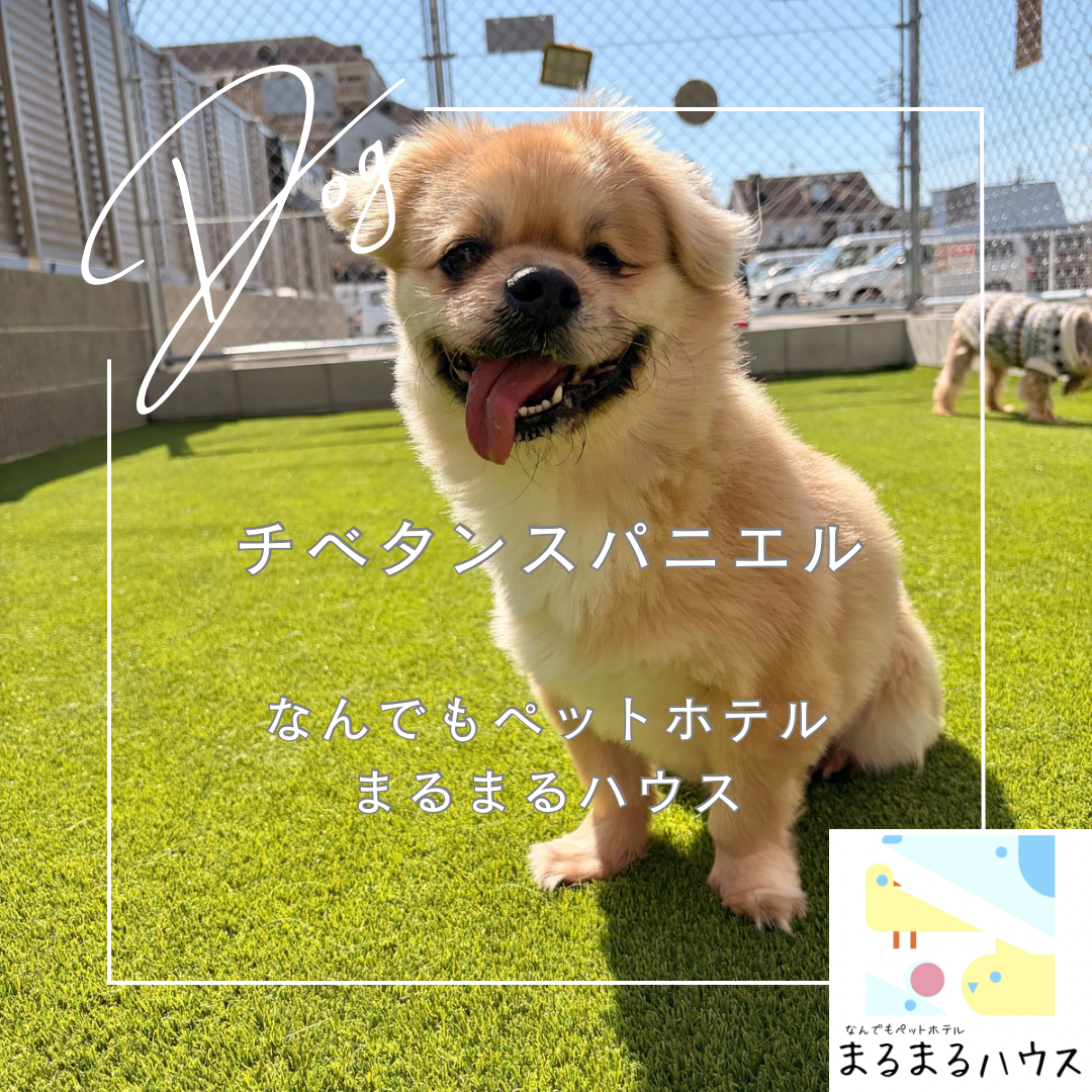 小型犬 チベタンスパニエル お泊まり