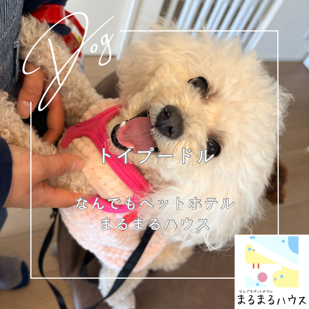 小型犬　トイプードル　幼稚園