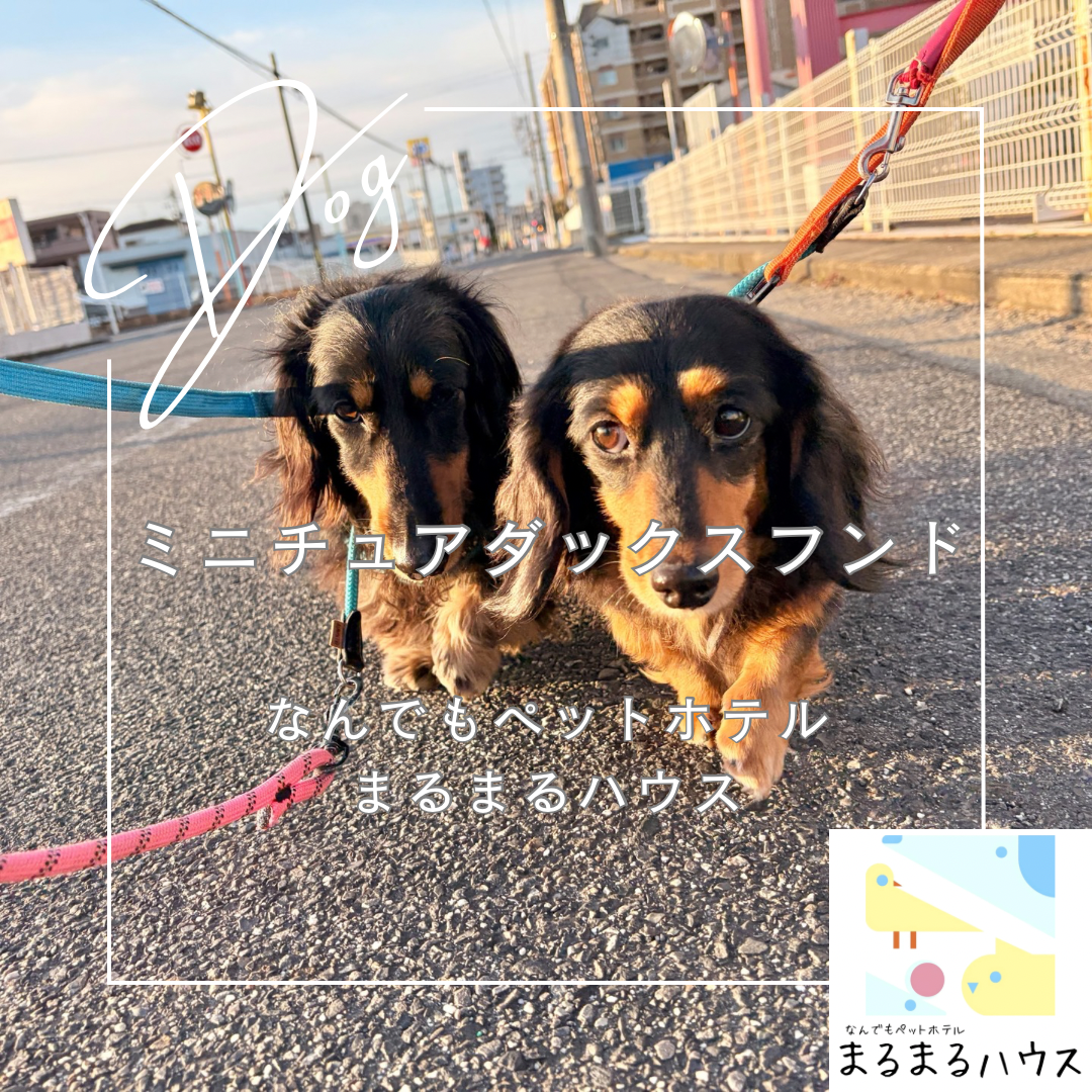 小型犬 ダックスフンド お泊まり