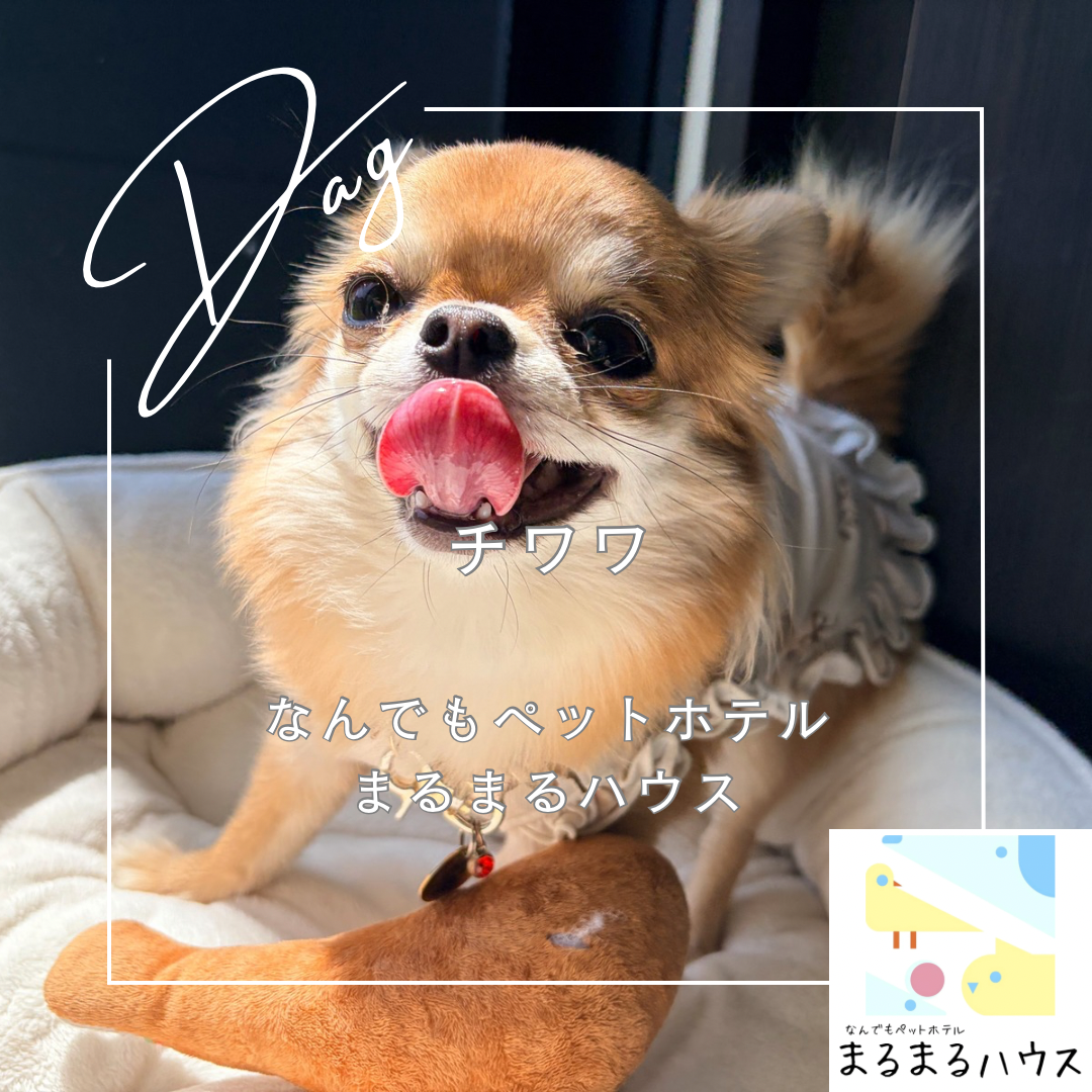 小型犬 チワワ お泊まり