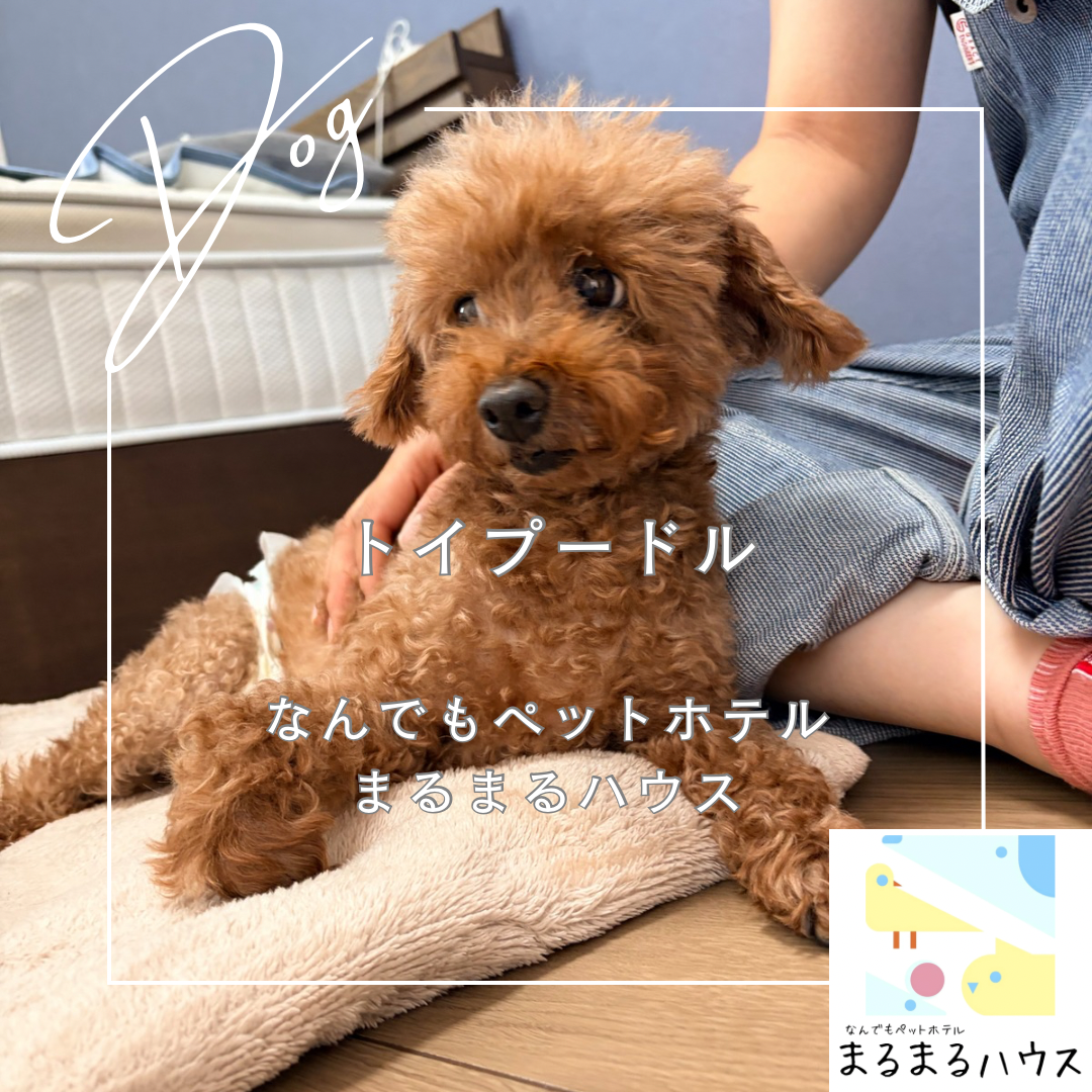 小型犬　トイプードル　お泊まり