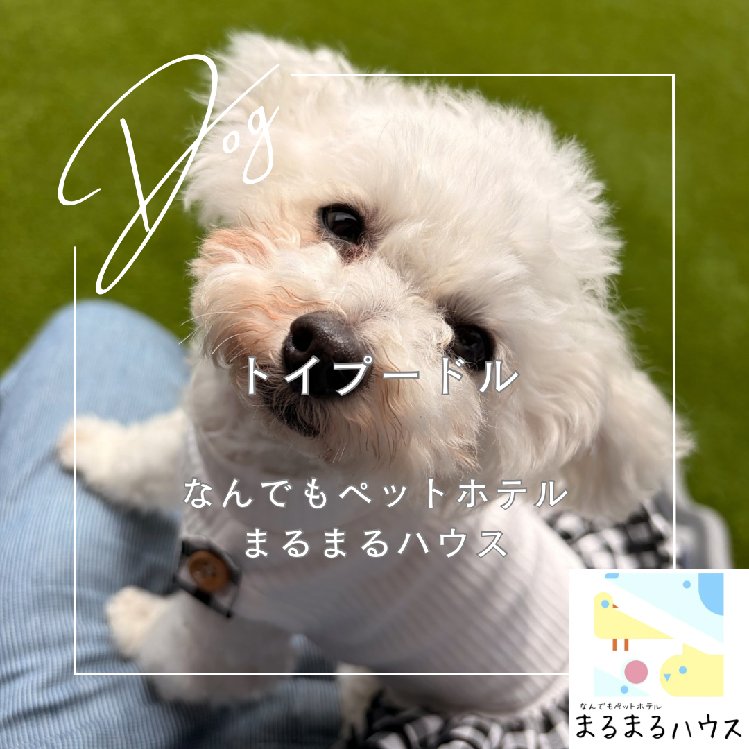 小型犬 トイプードル 日中利用