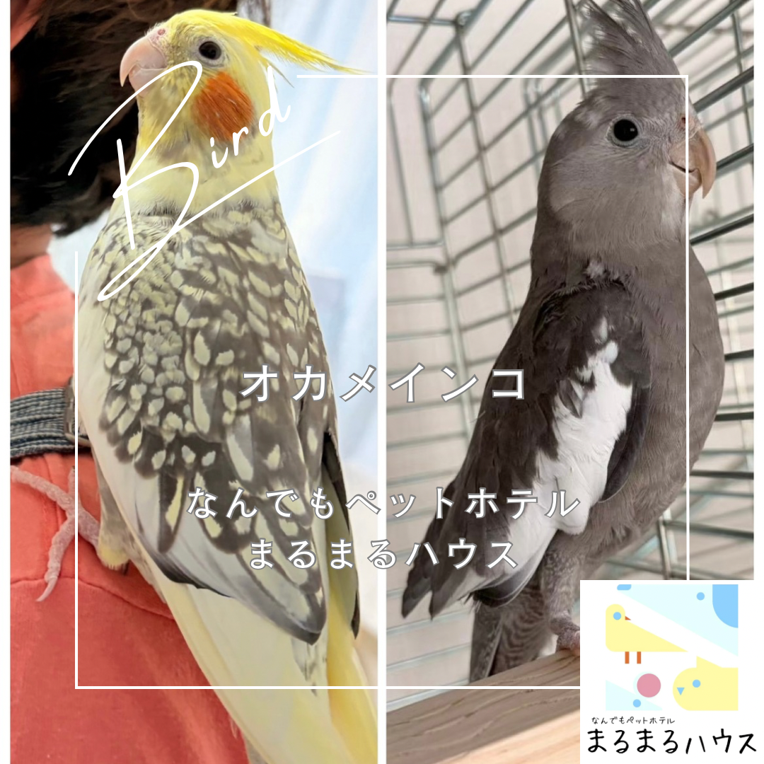 中型鳥類 オカメインコ 2匹 お泊まり