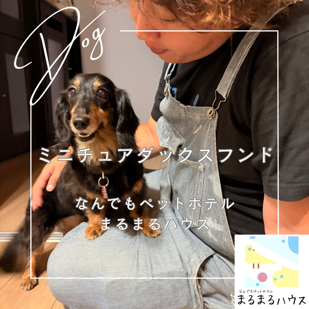 小型犬 ミニチュアダックスフンド お泊まり