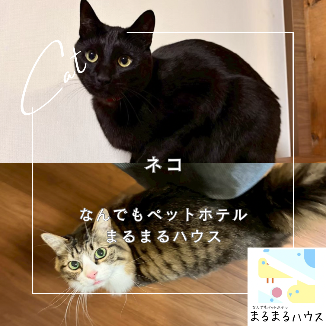 ネコ　ペットシッター