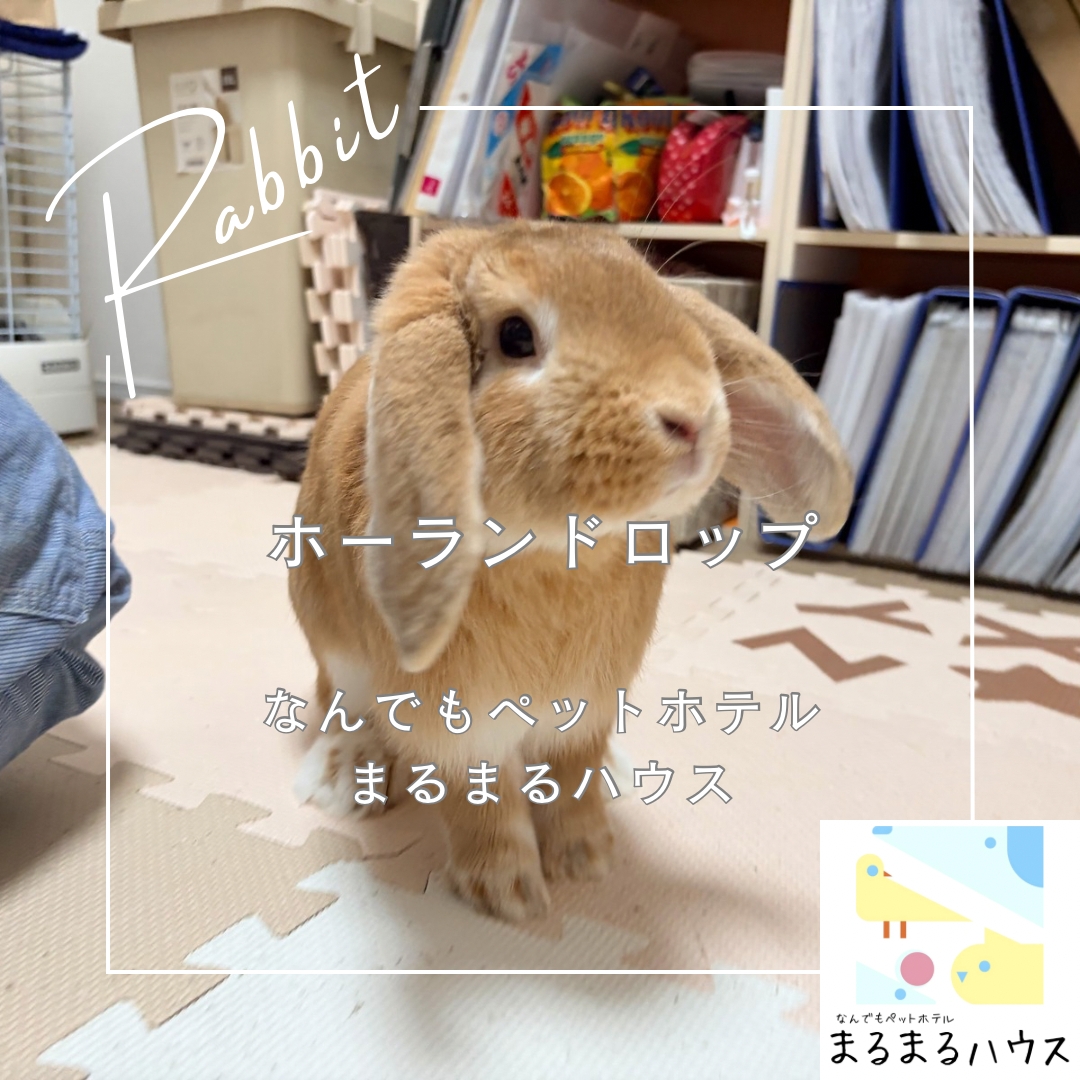小動物 うさぎ ホーランドロップ お泊まり