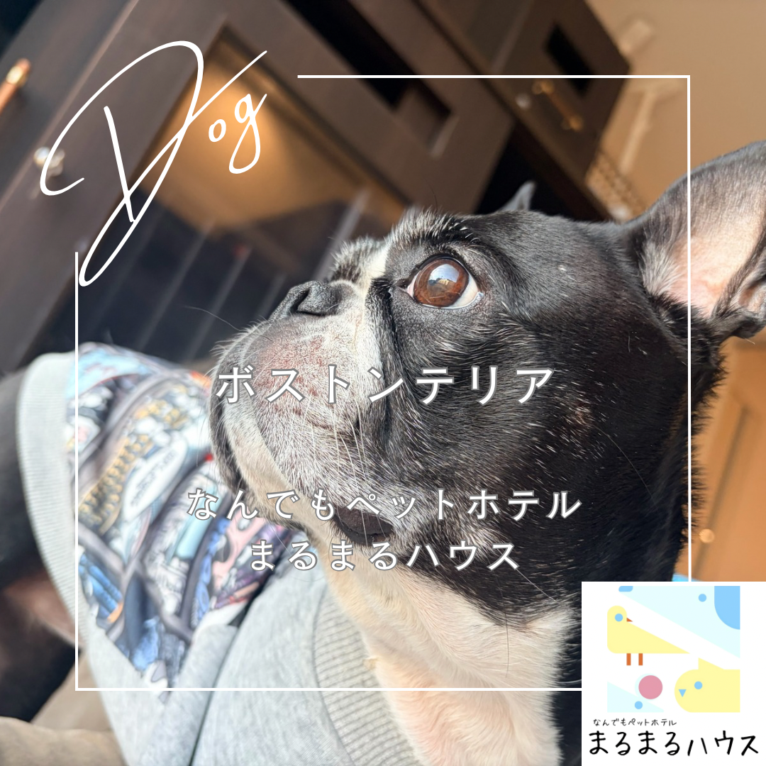 小型犬 ボストンテリア お泊まり