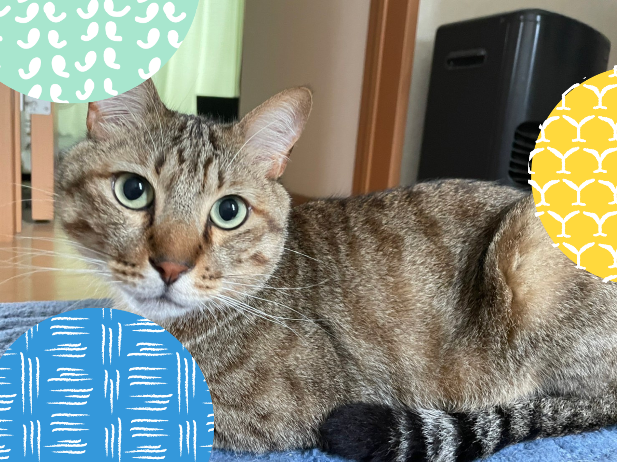 ペットシッター