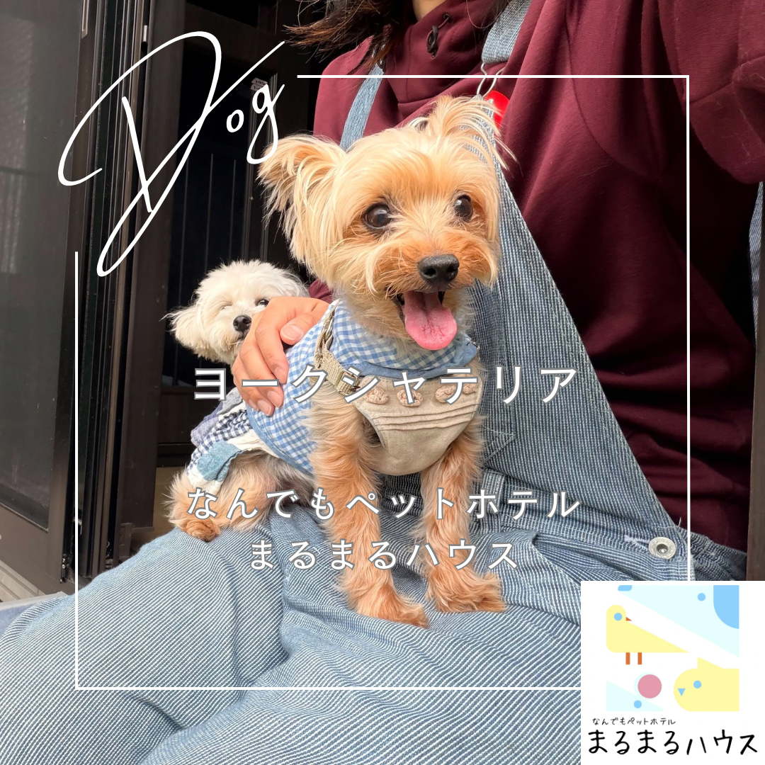 小型犬 ヨークシャテリア お泊まり