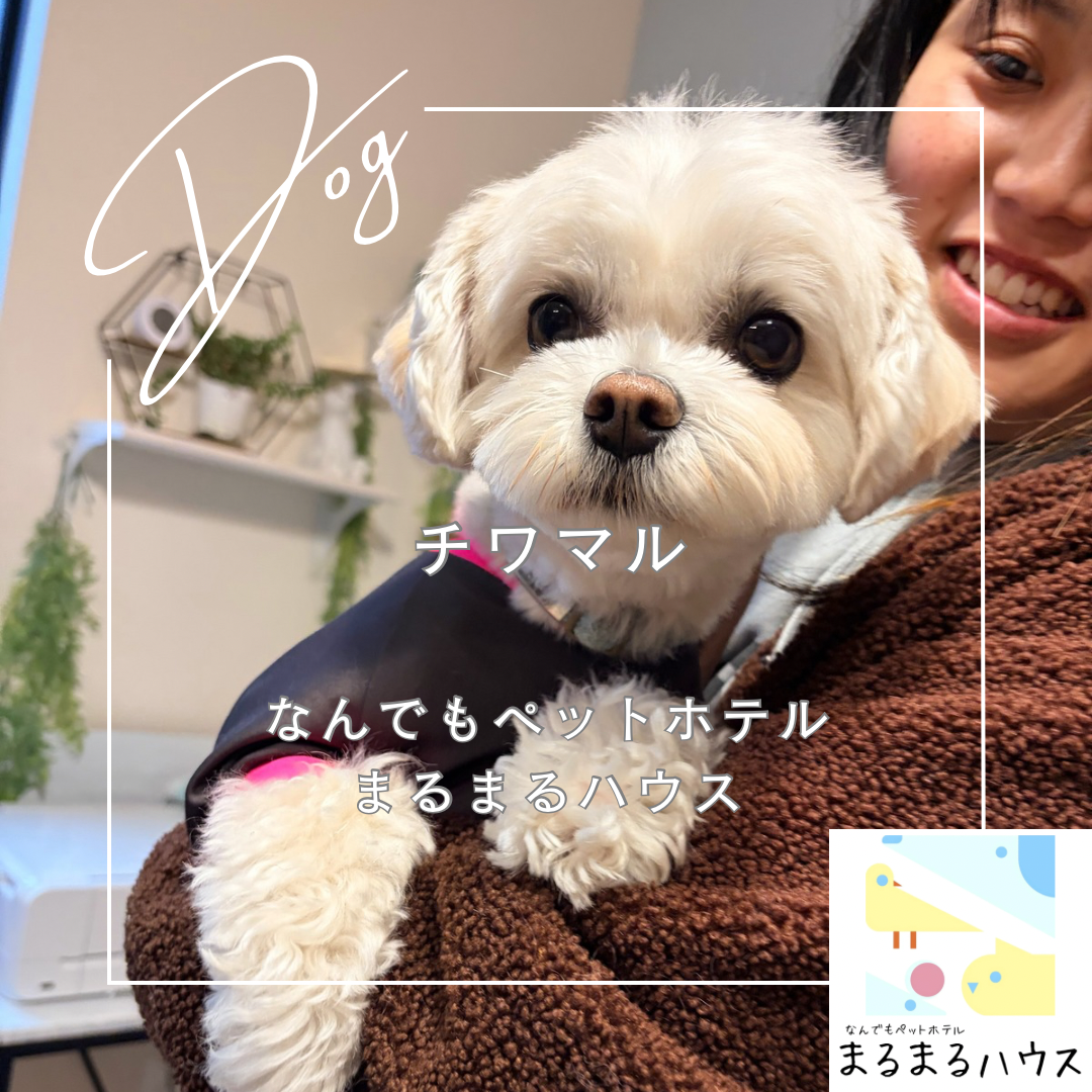 小型犬 チワマル お泊まり