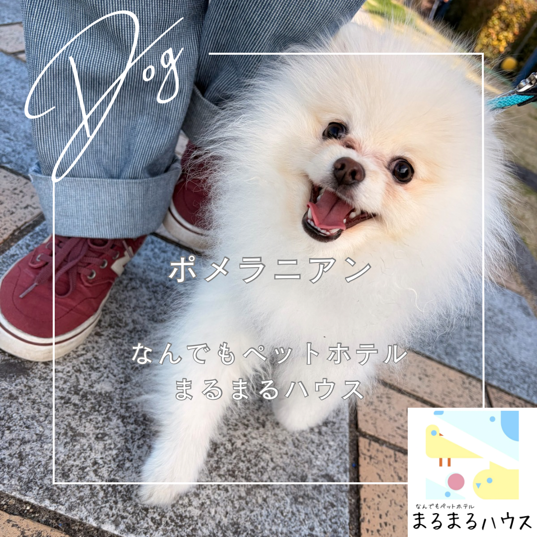 小型犬　ポメラニアン　お泊まり