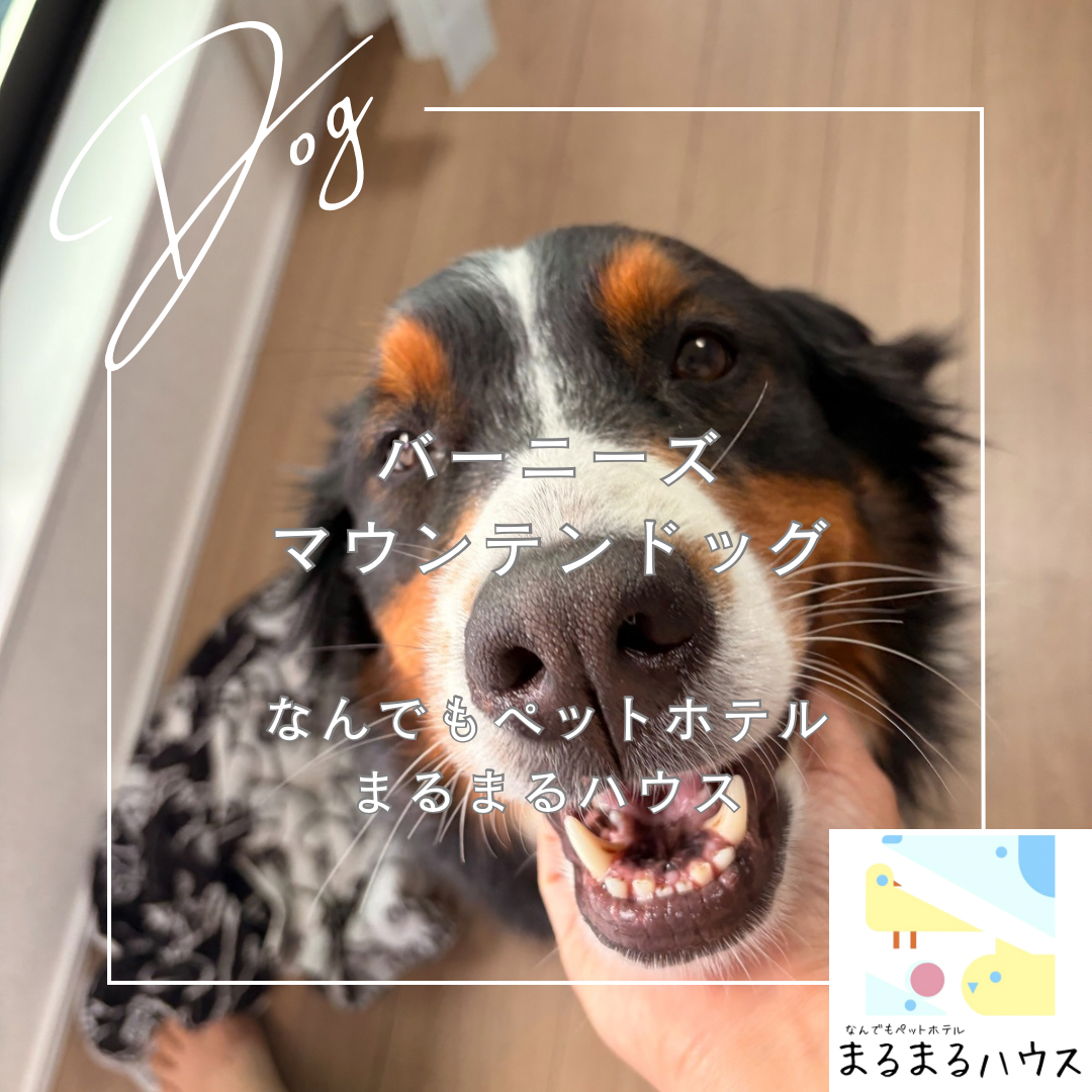 大型犬 バーニーズマウンテンドッグ お泊まり