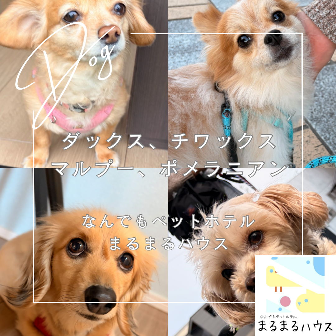 小型犬　ダックス　チワックス　マルプー　ポメラニアン　お泊まり