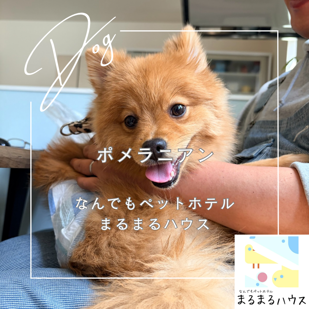 小型犬 ポメラニアン お泊まり