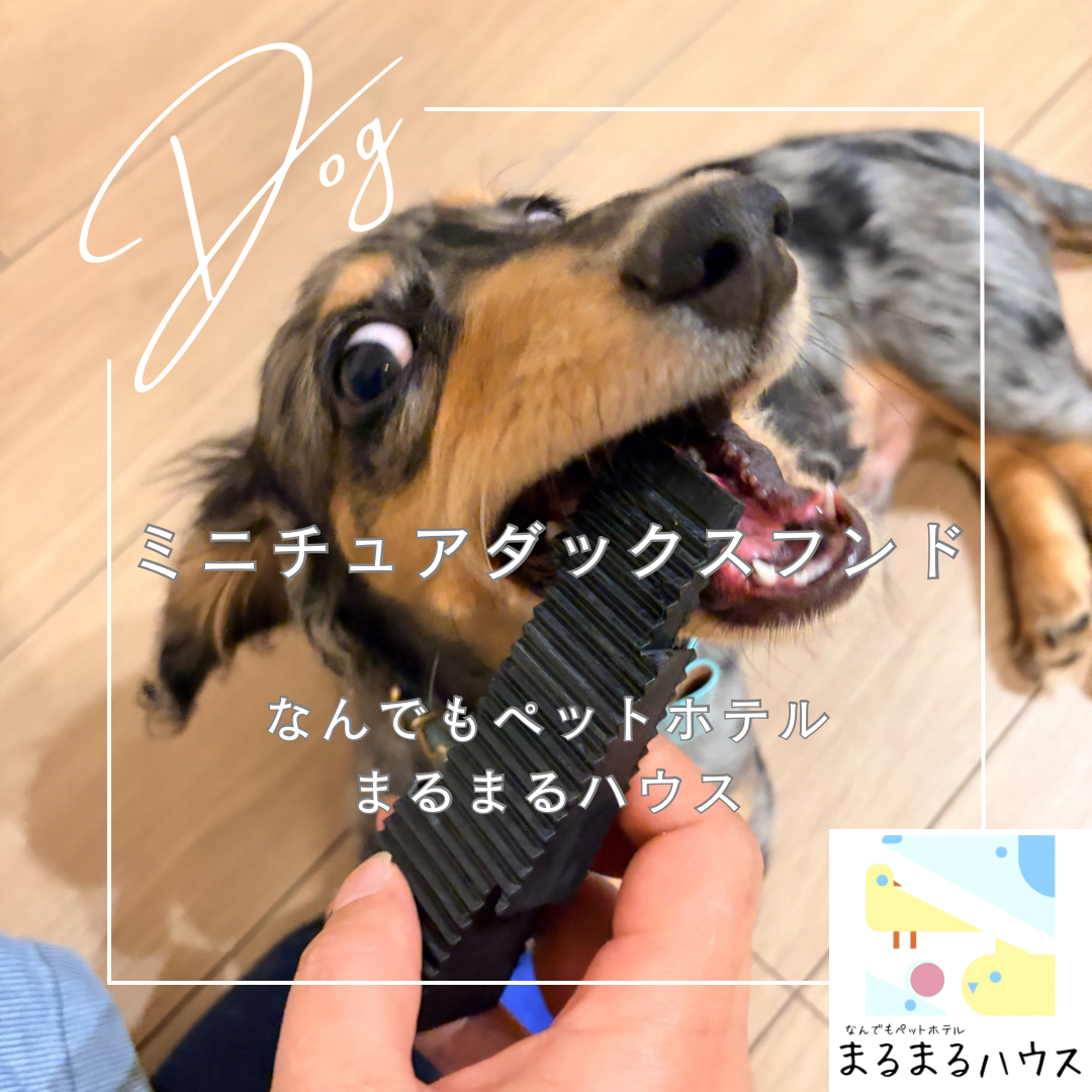小型犬　ミニチュアダックスフンド　お泊まり