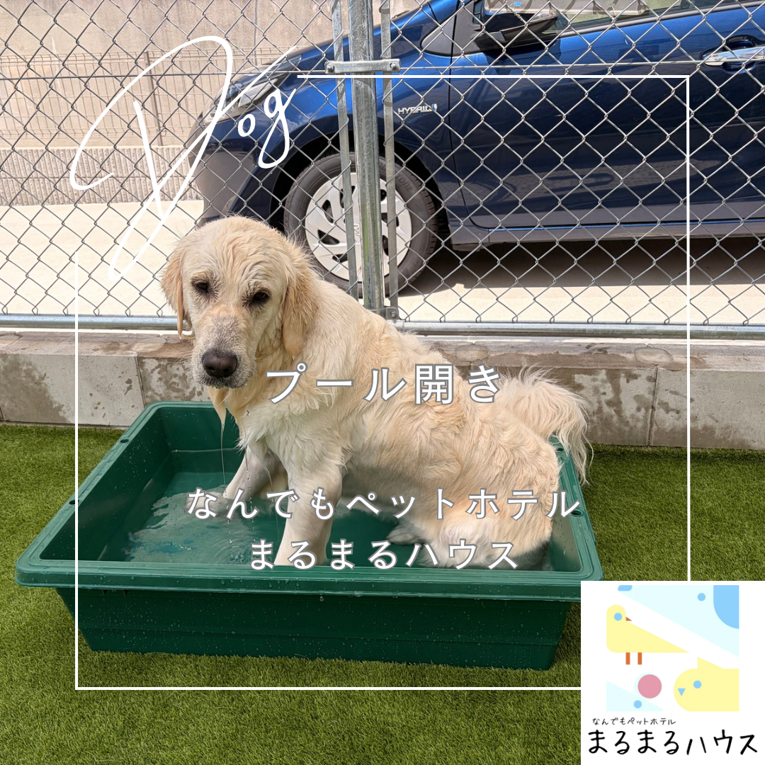 四季の遊び 〜プール開き〜