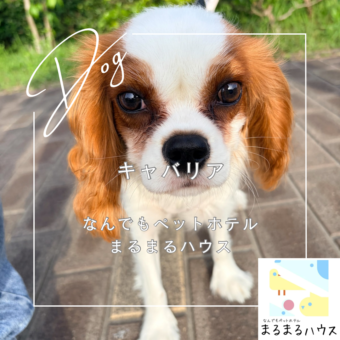小型犬　キャバリア　お泊まり